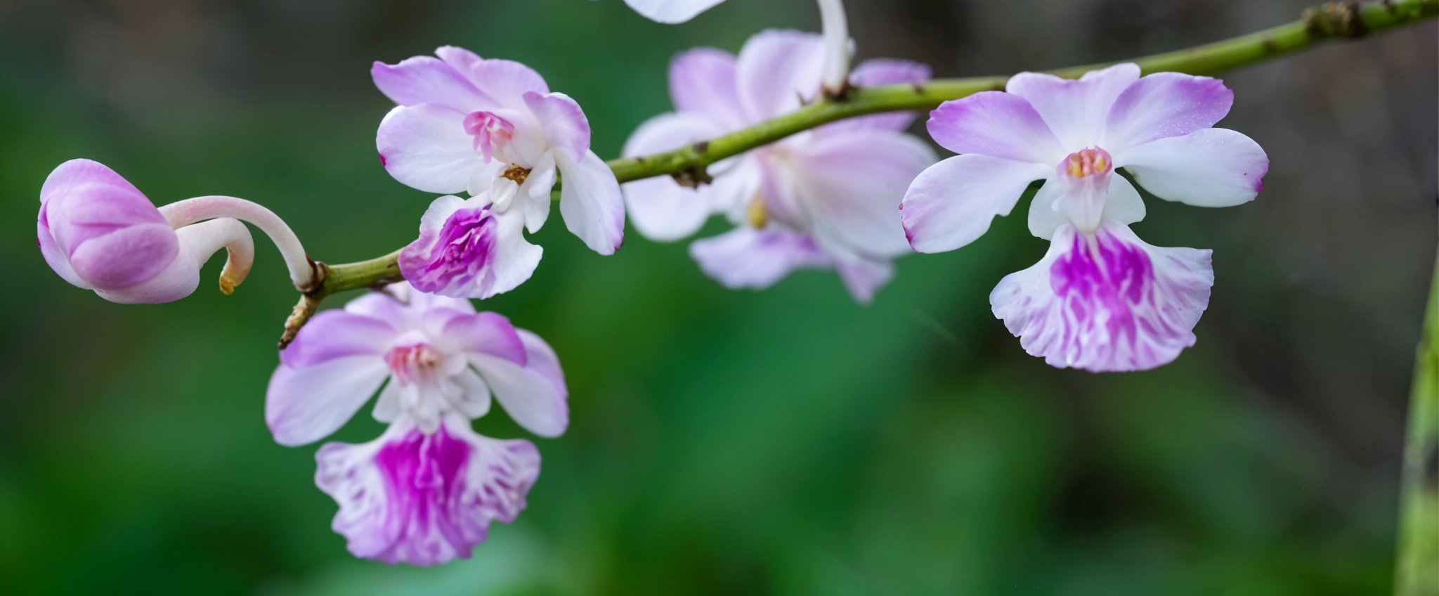 North Goa : Socorro Plateau Trail