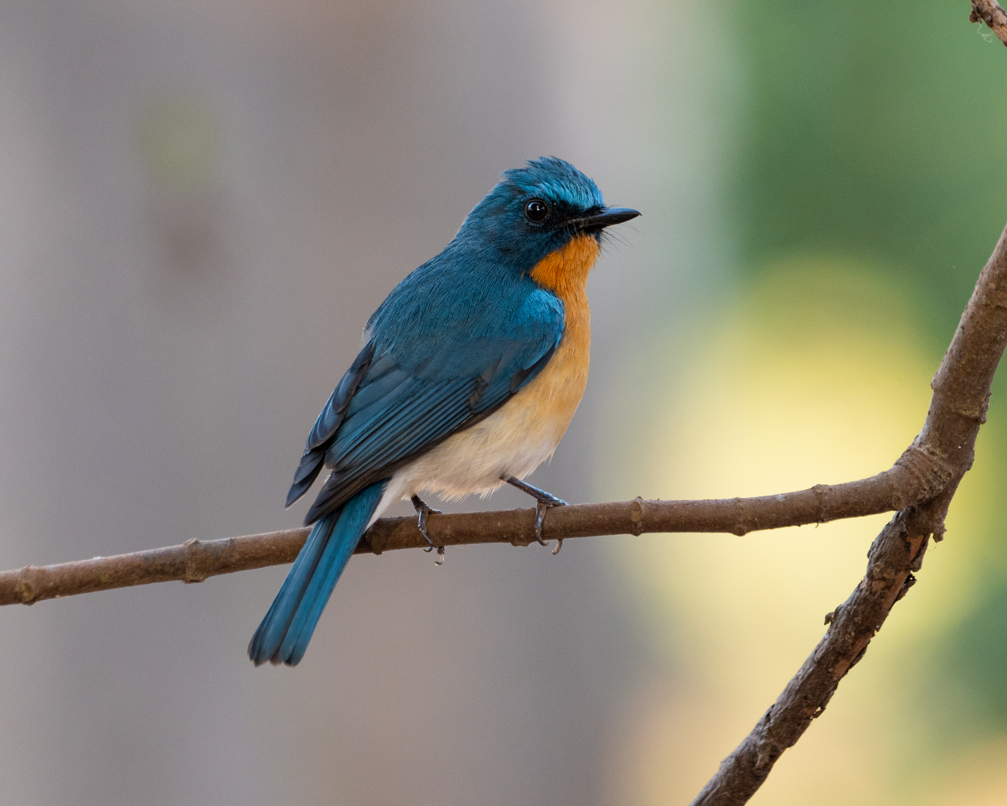 North Goa : Birdwatching at Bondla Wildlife Sanctuary