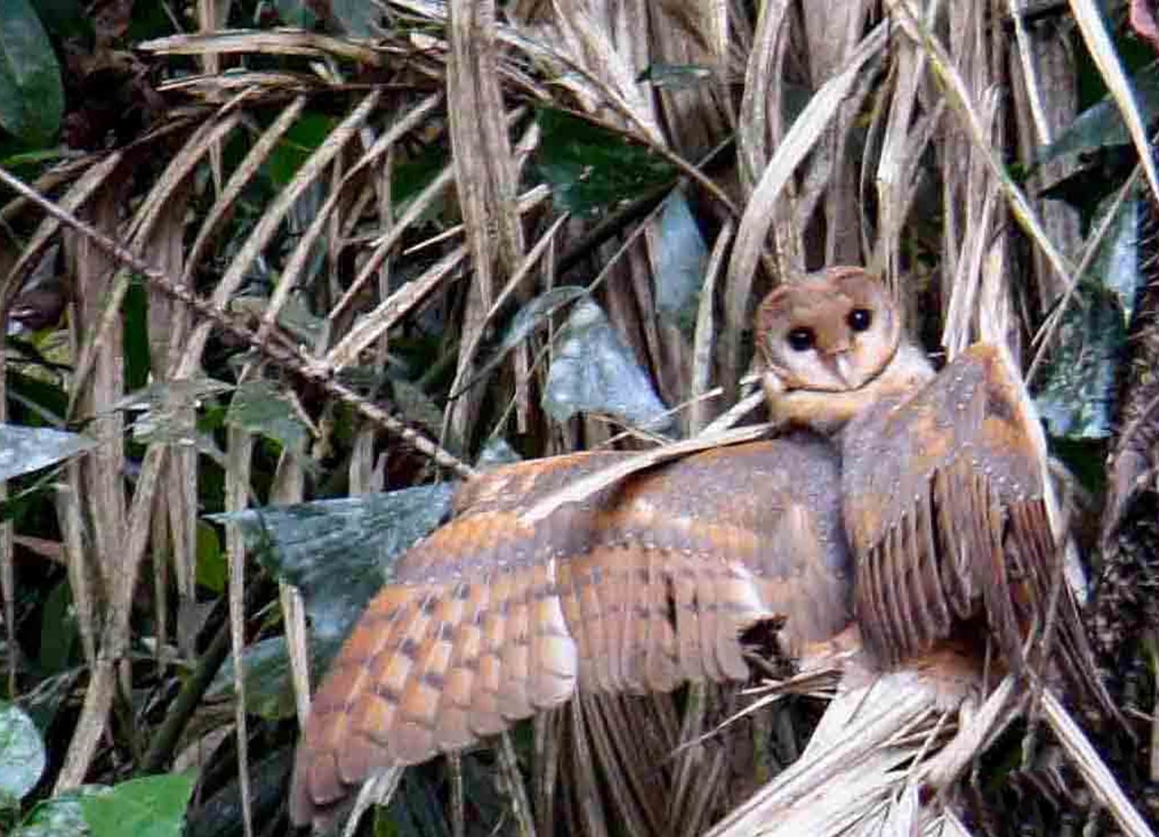 North Goa : Birdwatching Trails - Discover Rare Birds in Hidden Spots