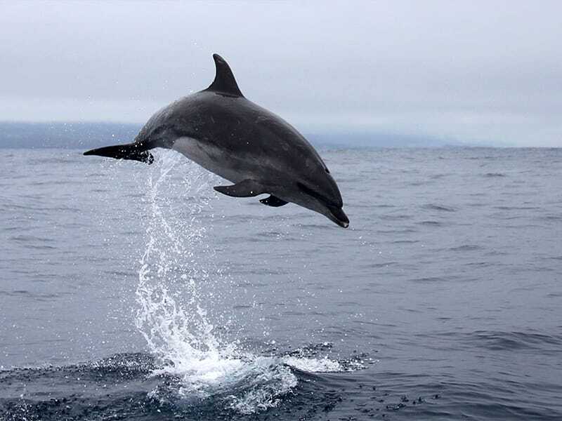 North Goa : Dolphin Spotting