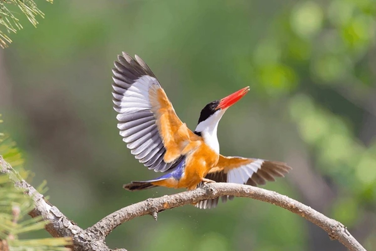 North Goa : Hidden Birding Spots for Travelers & Nature Enthusiasts