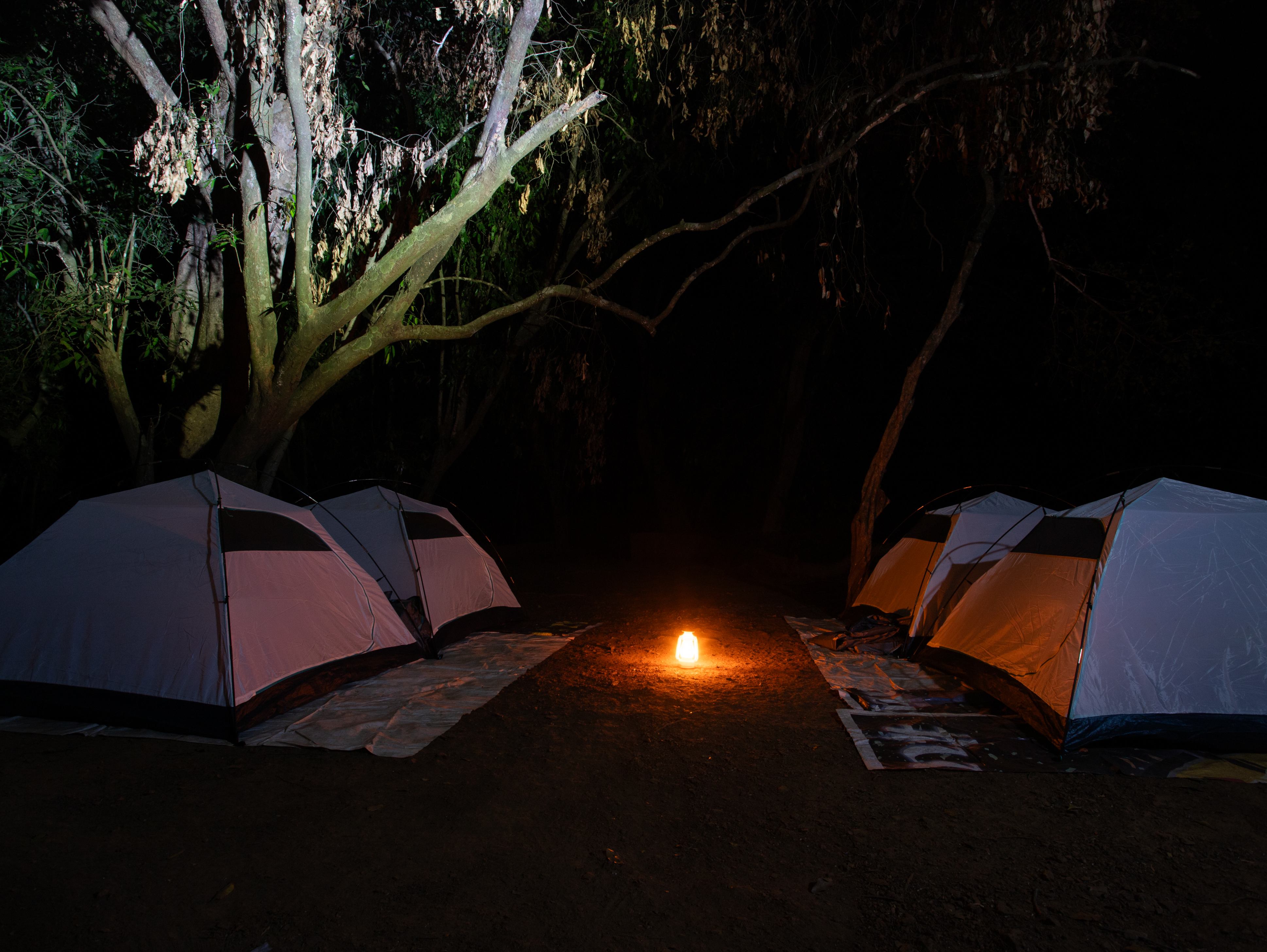 North Goa : Wildlife After Dark - Goa Overnight Herping Trail and Forest Camping