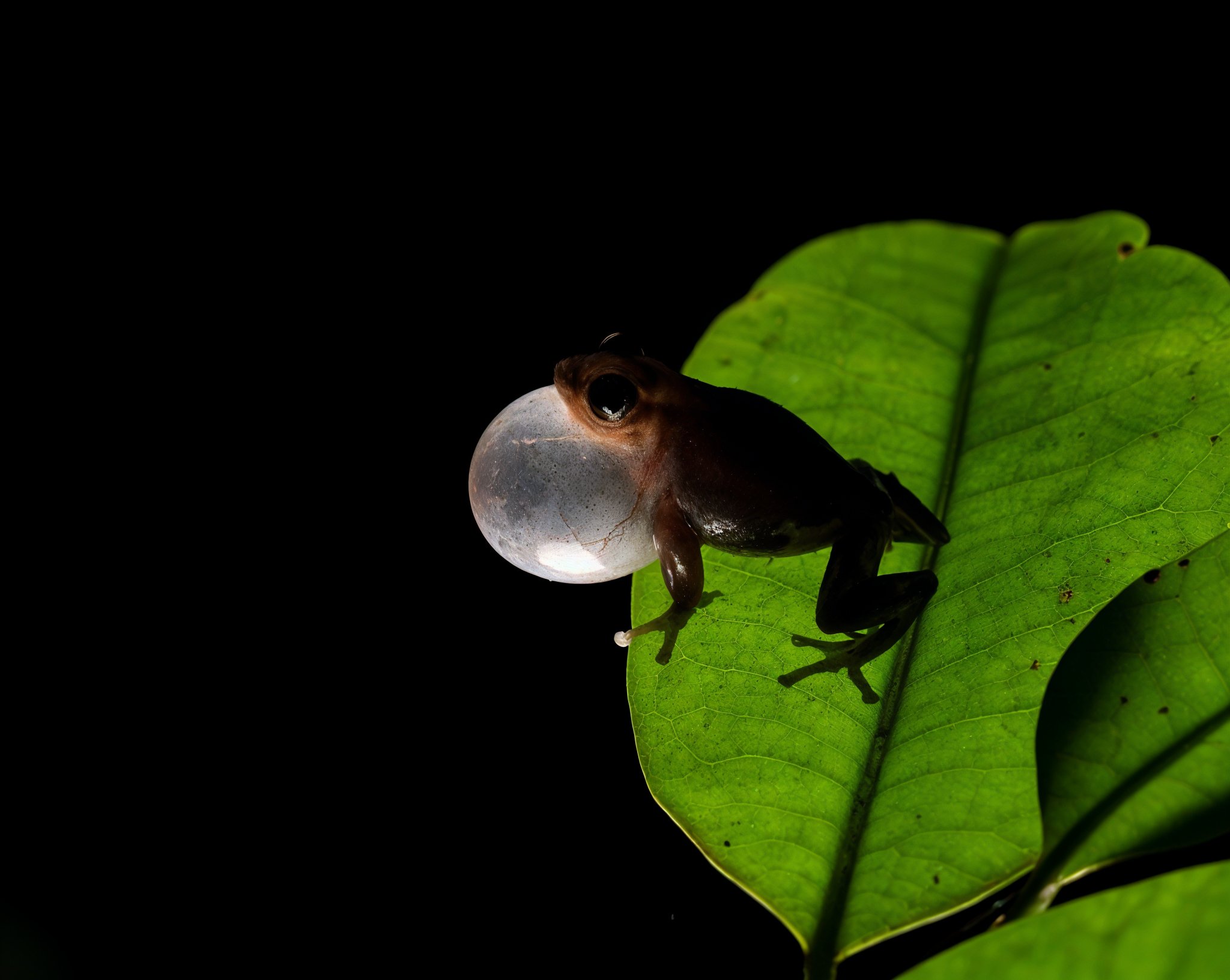 South Goa : Forest Night Trails