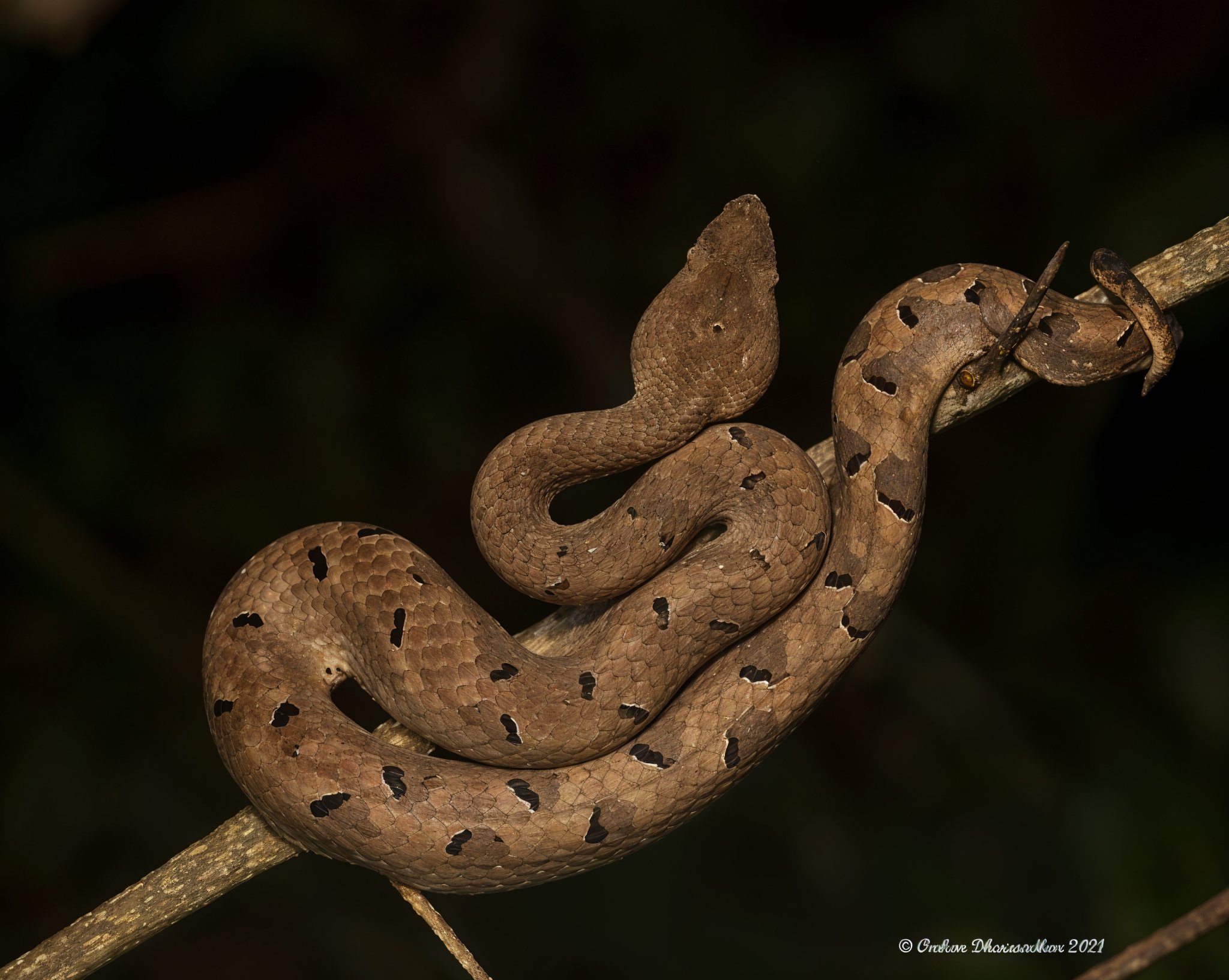 South Goa : Forest Night Trails Adventure