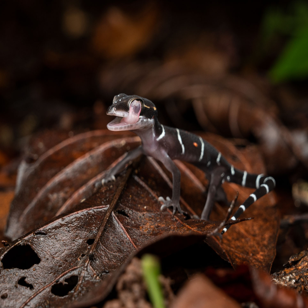 South Goa: Group Jungle Night Trail