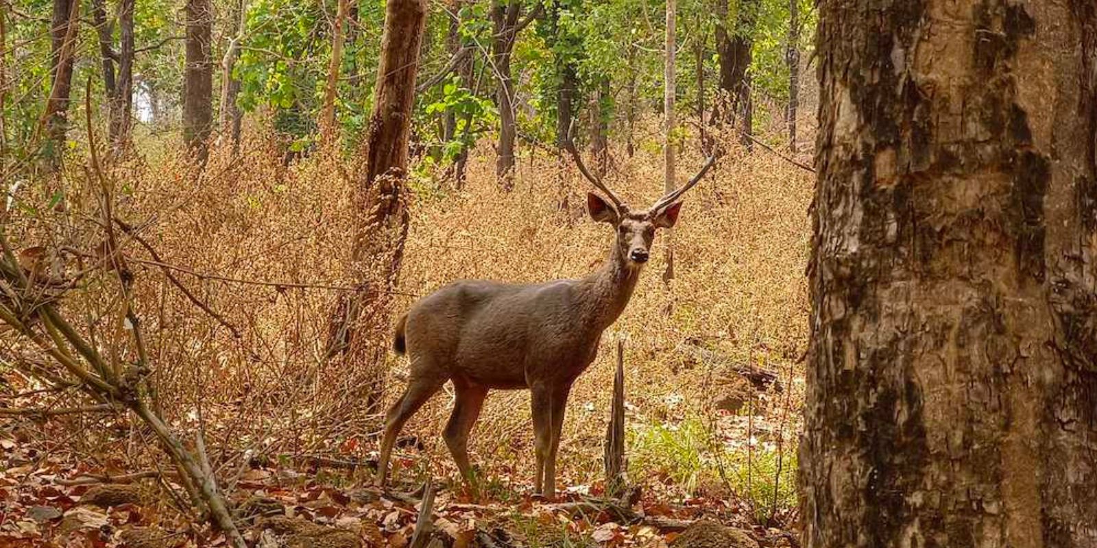 South Goa: Netravali Nature Jeep Safari