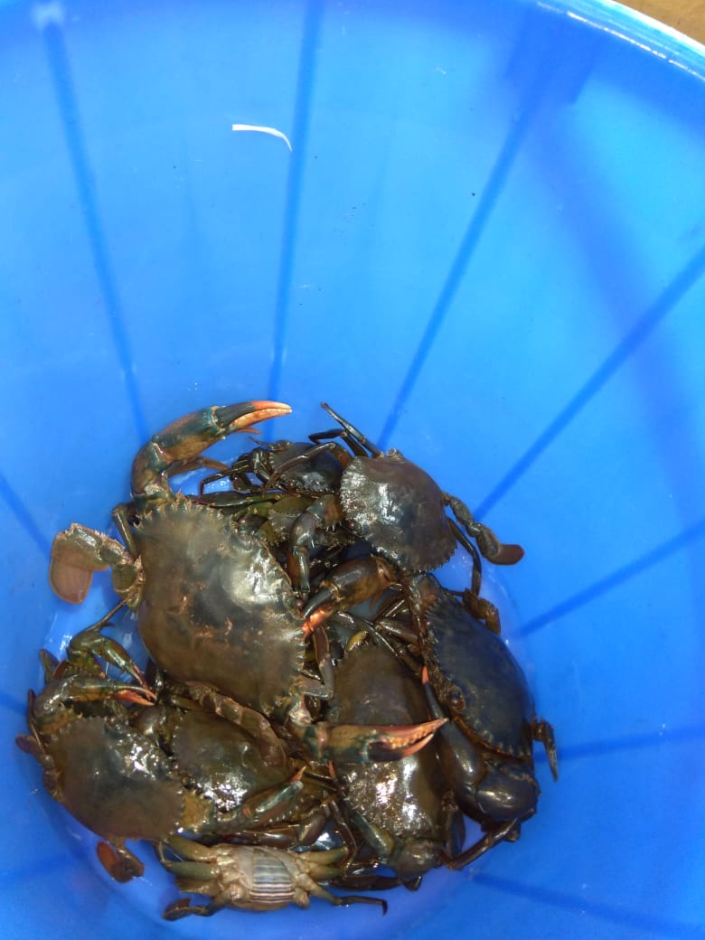 Chopdem : Crab Catching Experience For Couples