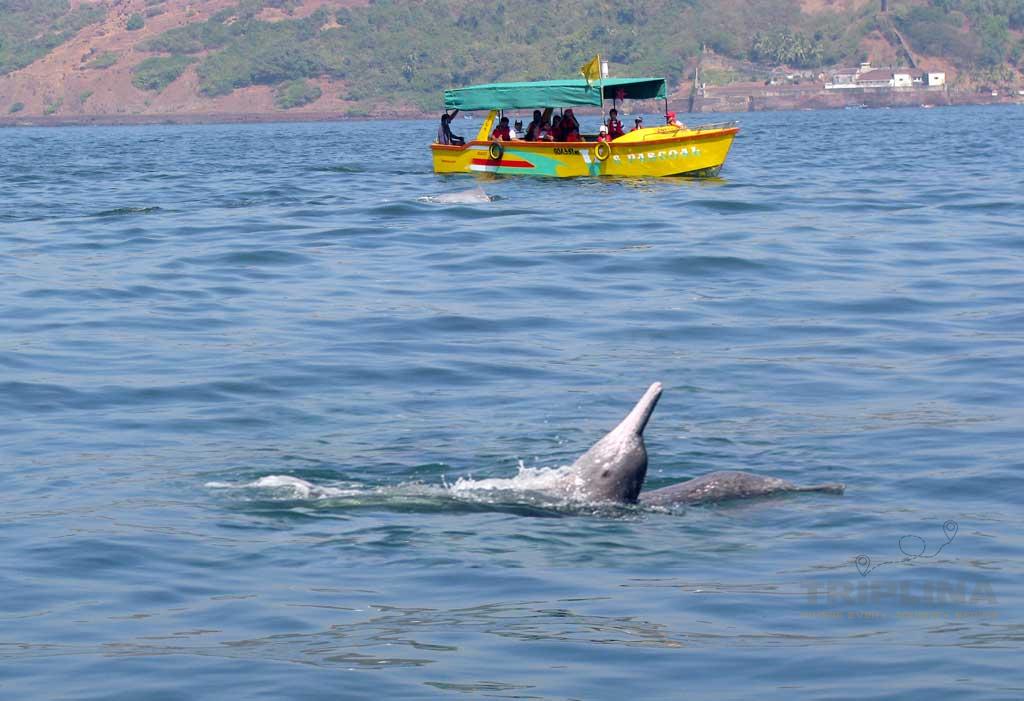 North Goa: Dolphin Ride at Candolim Beach