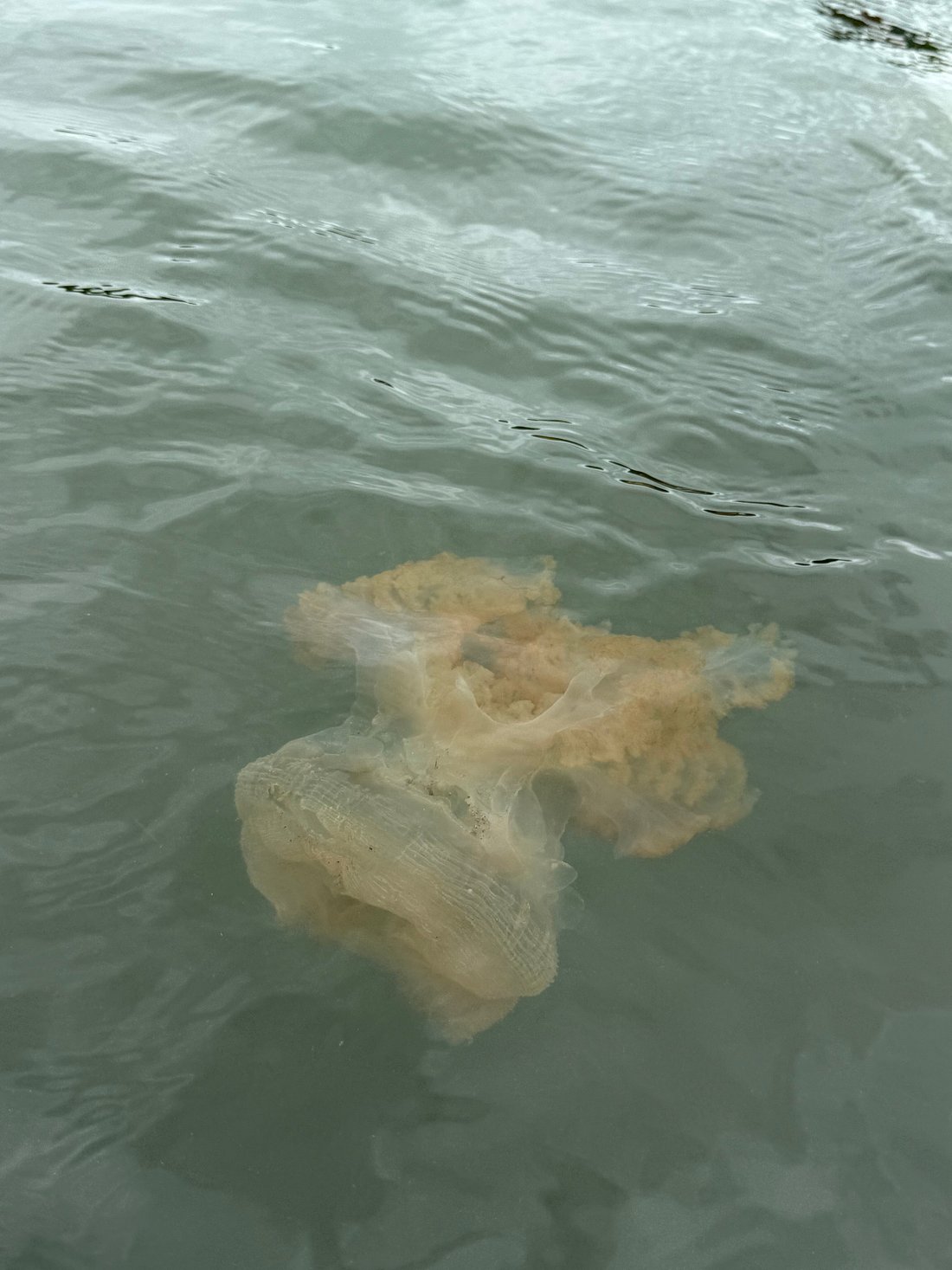 North Goa : Fishing Trip on Chapora River