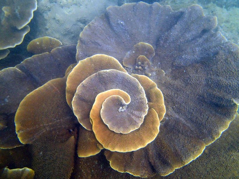 North Goa : Ocean Explorer Scuba Dive - 40 Minutes