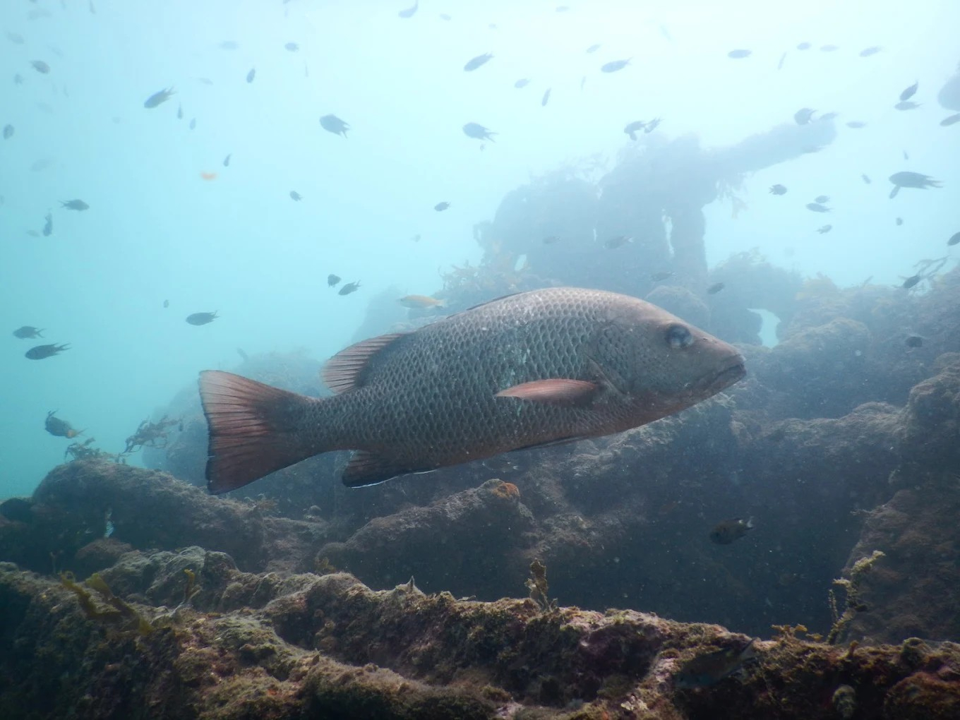 North Goa : Ocean Explorer Scuba Dive - 80 Minutes