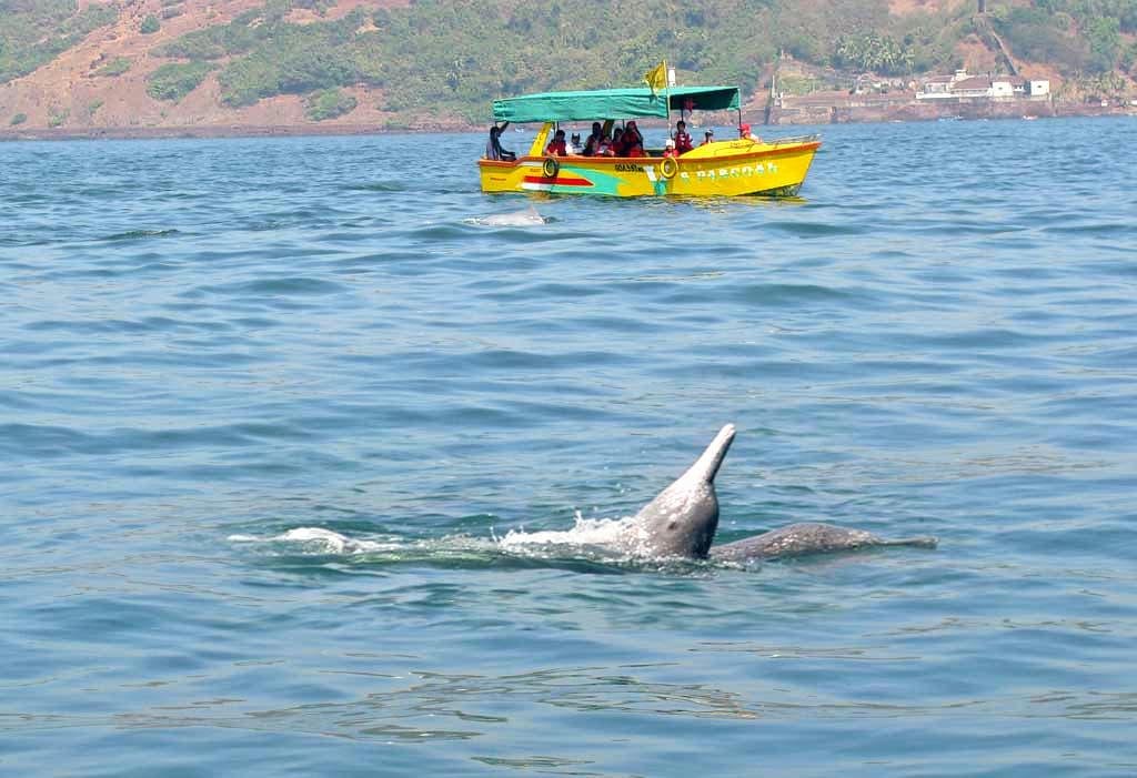 Enjoy Dolphin Watching Tours