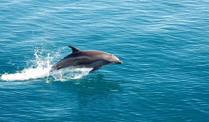 Enjoy Dolphin Watching Tours