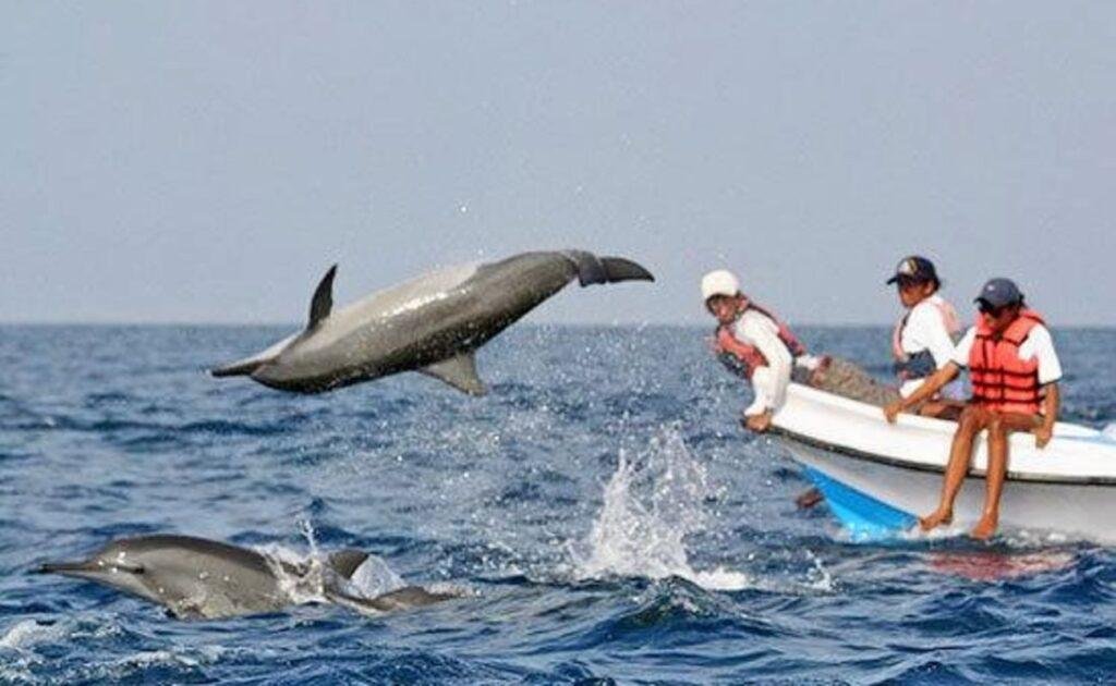 Enjoy Dolphin Watching Tours