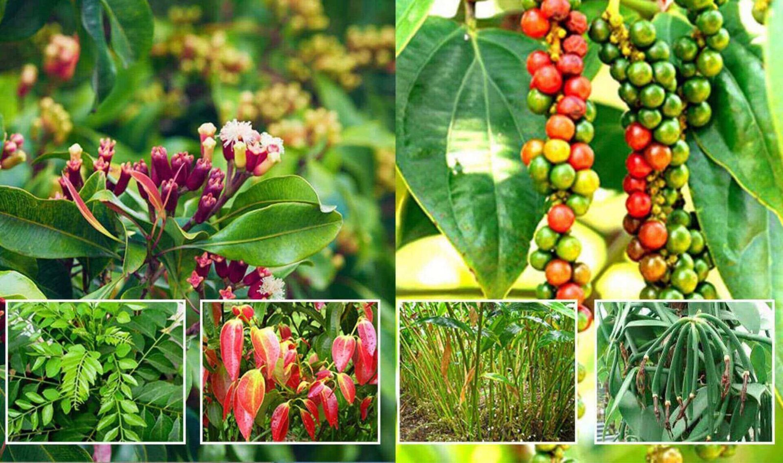 Goan Spices