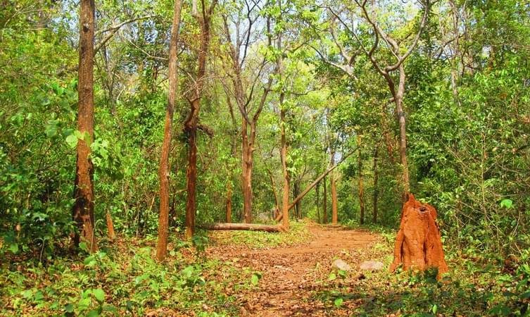 Amboli