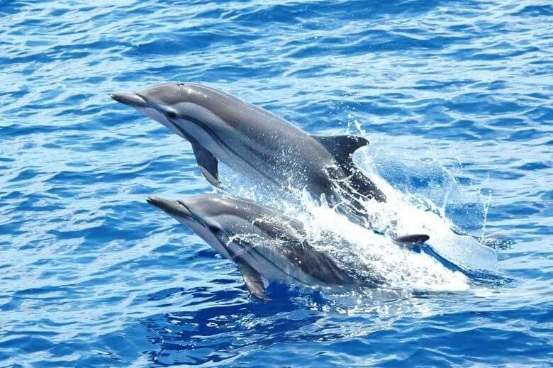 Dolphin spotting boat trip in Palolem South Goa